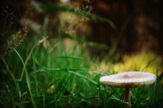 Photo from a walk a couple of years ago this caught my eye on the walk at @HaldonForestPark
#photography #photooftheday #nature #instagood #instaphoto #picoftheday #photographer #photo #naturephotography #uk #instatravel #landscapephotography #mushroom #shroom #art #macro #picoftheday # #photographer #perspective