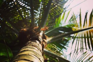 Photo from a visit to the Eden project a few years ago this caught my eye on the walk at @edenprojectcornwall
#photography #photooftheday #nature #instagood #instaphoto #picoftheday #photographer #photo #naturephotography #uk #instatravel #landscapephotography #PalmTree #art #macro #picoftheday #photographer #perspective