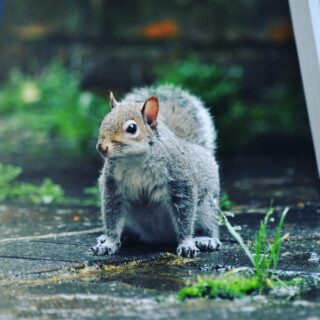 A day watching the world go by from inside caught this fella making the most of a bad days weather!
#photography #photooftheday #nature #instagood #instaphoto #picoftheday #photographer #photo #naturephotography #uk #instatravel #landscapephotography #Squirel #patio #visitor #art #macro #picoftheday # #photographer #perspective