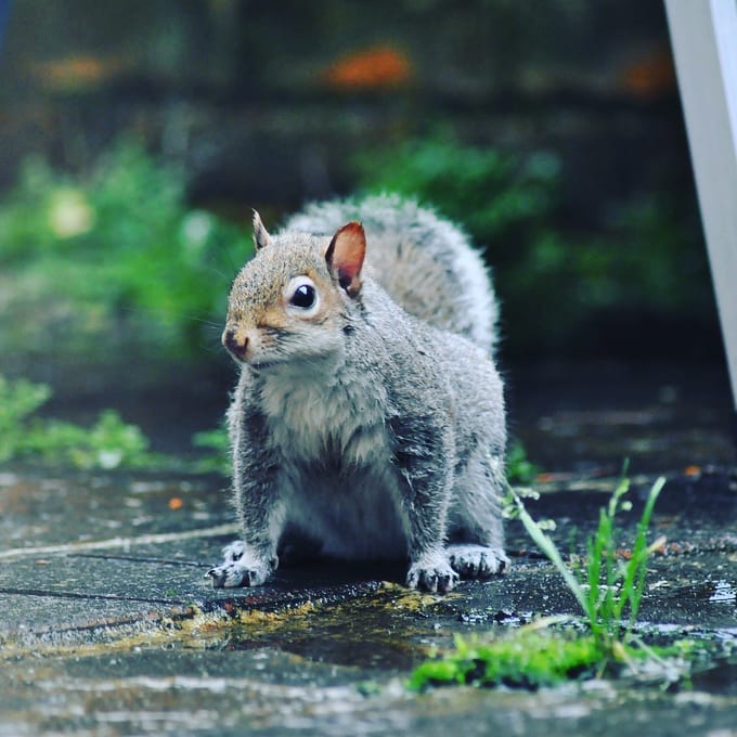 A day watching the world go by from inside caught this fella making the most of a bad days weather!
#photography #photooftheday #nature #instagood #instaphoto #picoftheday #photographer #photo #naturephotography #uk #instatravel #landscapephotography #Squirel #patio #visitor #art #macro #picoftheday # #photographer #perspective