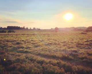 Nice evening stroll on the new forest