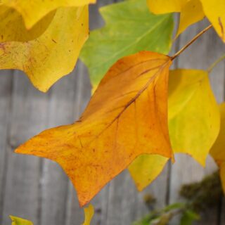 Another capture from yesterday that i love the colour and feel! #nofilter #photographer #autumn #colours #nature