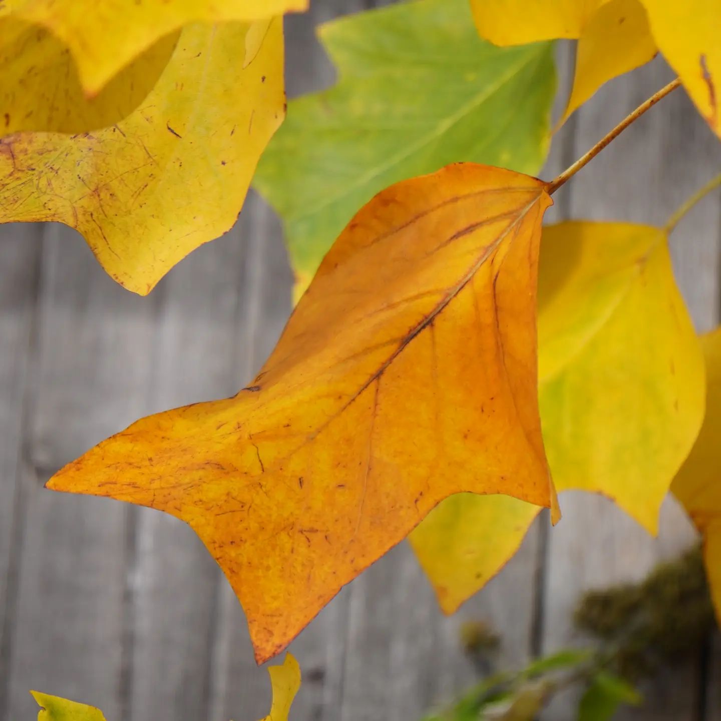Another capture from yesterday that i love the colour and feel! #nofilter #photographer #autumn #colours #nature