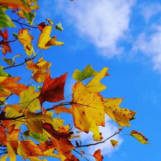 Love this time of year the colours are so contrasting #autumn #leavesandsky #seasonal #photographylife