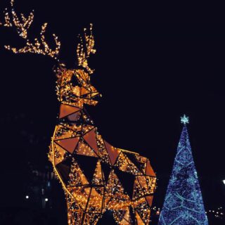 New camera out again so need to read up on the features still. #bournemouth #bournemouthbeach #christmastree #bournemouthgardens #bournemouthphotographer