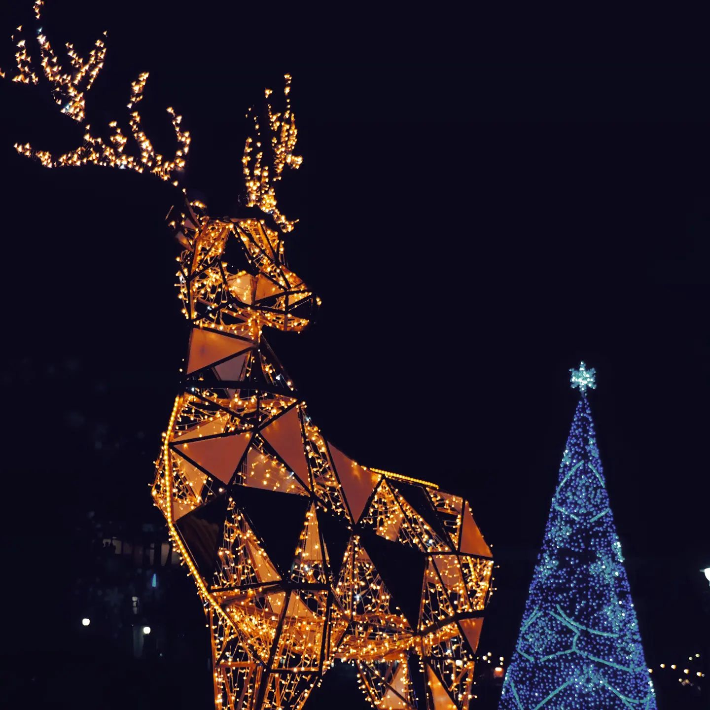 New camera out again so need to read up on the features still. #bournemouth #bournemouthbeach #christmastree #bournemouthgardens #bournemouthphotographer