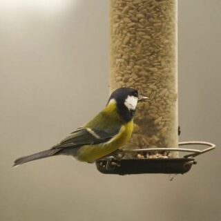 Nice to use camera over xmas was hoping to get out and use it more. #wildlife #birdlifeuk #naturephotography #photographer #ukphotography